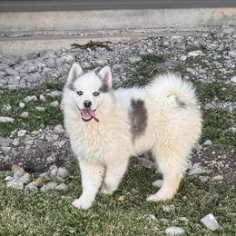 Rhys - Black and white male Pomsky puppy in Bucyrus, Missouri from Hill Top Pomskies
