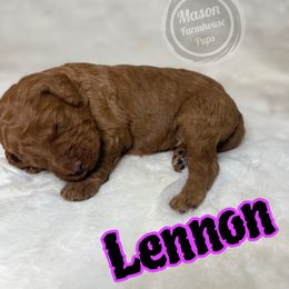 Lennon - Red  male Goldendoodle puppy in Anniston, Alabama from Mason Farmhouse Poodles, Doodles & Poos (Breeding & Stud Services)
