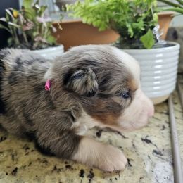Plum - Blue merle male Miniature Australian Shepherd puppy in Lithia, Florida from Waterford Doodle Farm