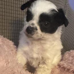 Girl 1 - White and black female Chinese Crested puppy in Hernando, Florida from BryMar Chinese Cresteds