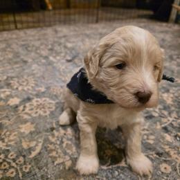 Butler-Blaze - Cream male Labradoodle puppy in Churchill County Fallon, Nevada from Card Family Ranch