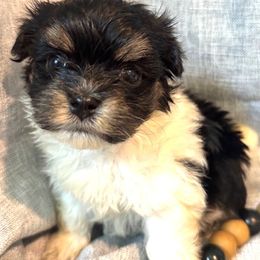 Havanese Puppies from palmetto puppies
