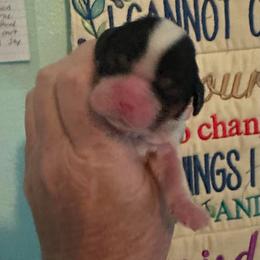 Teddy - Tri-color male Cavalier King Charles Spaniel puppy in Broken Arrow, Oklahoma from Cavalier King Charles Heartland