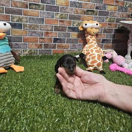 Sara - Black and tan female Miniature Pinscher puppy in Baton Rouge, Louisiana from Pike's Pups