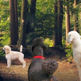 Poodles from Wenray's Standard Poodles