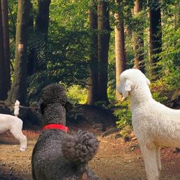 Poodles from Wenray's Standard Poodles