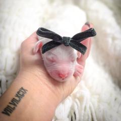 Sugar - Cream female Double Doodle puppy in Cleveland, Tennessee from Edgewater Doodles & Designer Pups