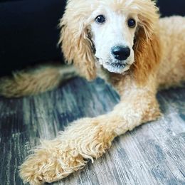 Aussiedoodles, Australian Shepherds, and Poodles from Loyal Liberty Aussies