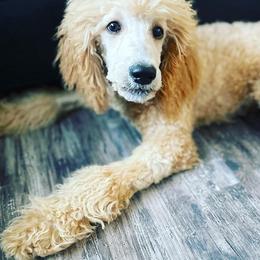 Aussiedoodles, Australian Shepherds, and Poodles from Loyal Liberty Aussies