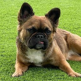 French Bulldogs from Sdfabulousfrenchies