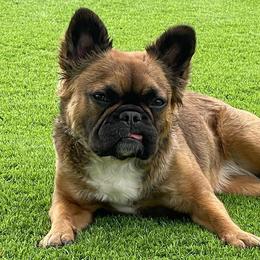 French Bulldogs from Sdfabulousfrenchies