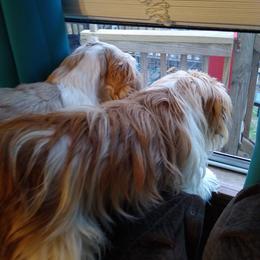 Lindsay - Shih Tzu