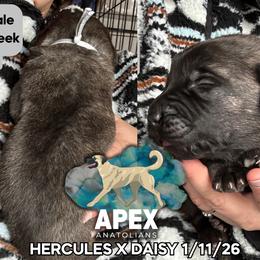 H.D Black Boy - Brindle male Anatolian Shepherd Dog puppy in Frenchtown, Montana from Apex Anatolians