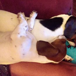 Dachshund All Grown Up from Paulassillydogs