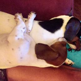 Dachshund All Grown Up from Paulassillydogs