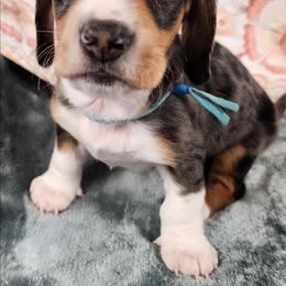 Tanner - Dapple male Dachshund puppy in Anaconda, Montana from Williams Family Dachshunds