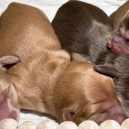 Boy 2 - Cream male Dachshund puppy in Bald Knob, Arkansas from Victoria’s Dachshunds