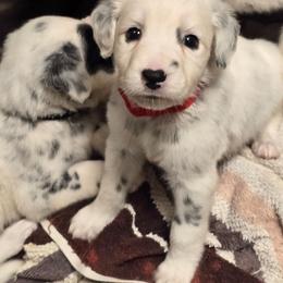 Thunder (LUA, Longcoat) - White and black male Dalmatian puppy in Salem, Missouri from Paradise Spots Dalmatians