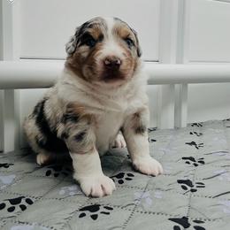 Billy - Blue merle male Australian Shepherd puppy in Palm Bay, Florida from Wiggle Butt's