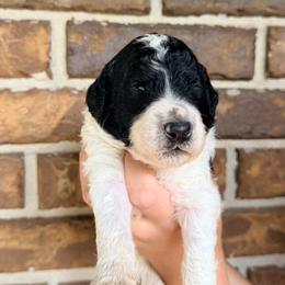 Barley - Parti male Goldendoodle puppy in Macclenny, Florida from Baker County Goldendoodles