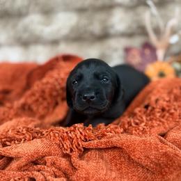 Maize - Black female Labrador Retriever puppy in Sweet Home, Oregon from Knotty Creek Labradors