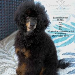 Riggins - Poodle