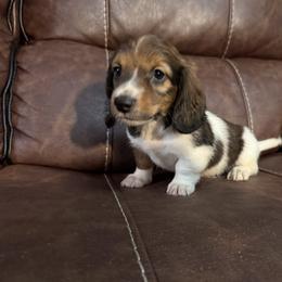 Johnny Jett - Piebald male Dachshund puppy in Magnolia, Texas from Hillyard Ranch