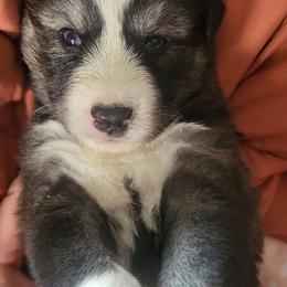 Dark Blue - Black and white male Siberian Husky puppy in Swansea, Illinois from Husky B's