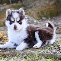 Sugar Lips - Chocolate female Pomsky puppy in Denham Springs, Louisiana from Bayouland Pomskies