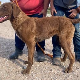 Chesapeake Bay Retriever and West Highland White Terrier Puppies from BlueBelle's Canine Companions