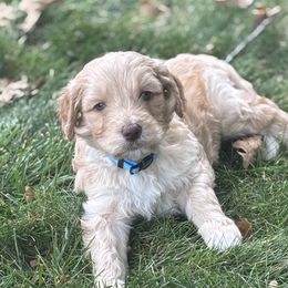 Blue Collar Boy - Apricot male Goldendoodle puppy in Colorado Springs, Colorado from Pikes Peak Doodles