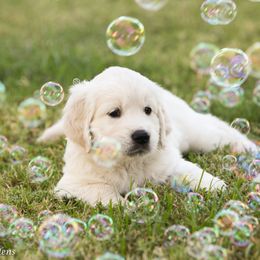 Golden Retriever Puppies from Gravitas Golden Retrievers