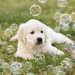 Golden Retriever Puppies from Gravitas Golden Retrievers