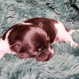 Kalind - White and liver Papillon puppy in Pnw, Washington from Silhouette Papillons