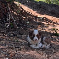 Icelandic Sheepdog Puppies from Tobiasson icie