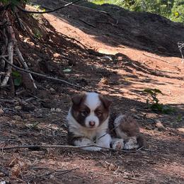 Icelandic Sheepdog Puppies from Tobiasson icie