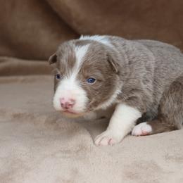 Maroon Collar - Lilac male Border Collie puppy in Courtland, Alabama from C Bar C Ranch Border Collies