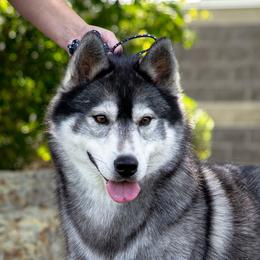 Strider - Siberian Husky