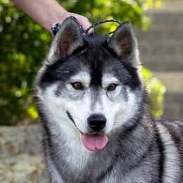 Strider - Siberian Husky