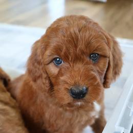 Sylvie - Purple - Red  female Goldendoodle puppy in Ruthorfordton, North Carolina from Duncan Doodles Goldendoodles