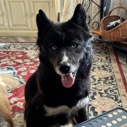 Freya - Siberian Husky
