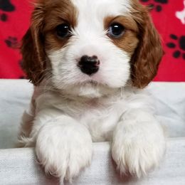 Cavalier King Charles Spaniel Puppies from Cavaliers of the County Macon