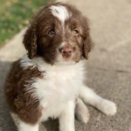 Blue - Aussiedoodle puppy in Iowa from Simon's Doodles