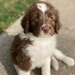 Blue - Aussiedoodle puppy in Iowa from Simon's Doodles