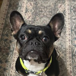 Lettie - French Bulldog
