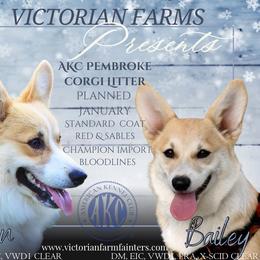 Pembroke Welsh Corgi puppies from Victorian Farms