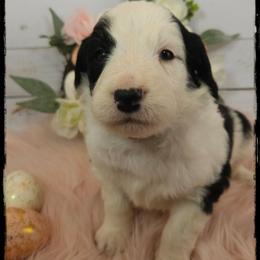 Titus - Black and white male Sheepadoodle puppy in Farley, Iowa from Iowa's Doodle Co.