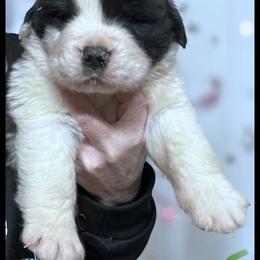 Green - Mahogany and white male Saint Bernard puppy in New Philadelphia, Ohio from Fletchers Saints