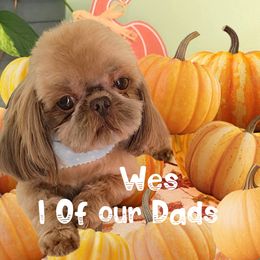 Wes - Shih Tzu
