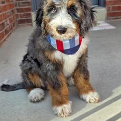Stuffins - Merle male Bernedoodle puppy in Syracuse, Utah from Island View Poodles & Doodles
